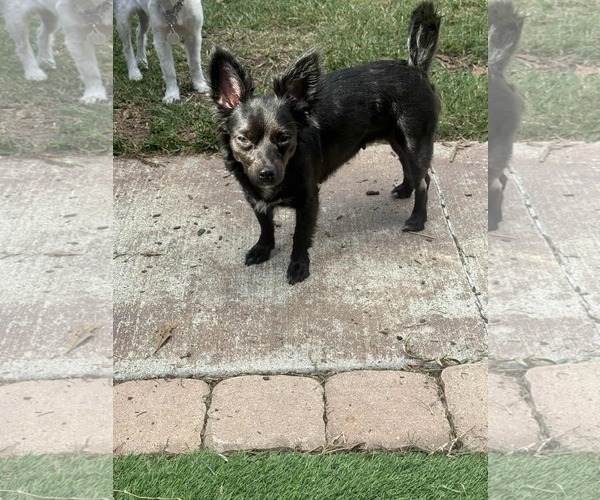 Medium Photo #4 Chion Puppy For Sale in Princeton, MN, USA