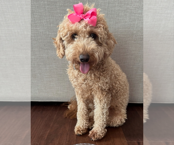 Medium Photo #1 Goldendoodle (Miniature) Puppy For Sale in CHESAPEAKE, VA, USA