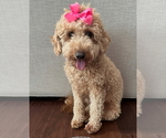 Small Photo #1 Goldendoodle (Miniature) Puppy For Sale in CHESAPEAKE, VA, USA