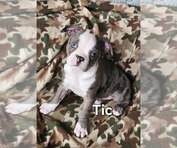 Medium Photo #2 Boston Terrier Puppy For Sale in GENOA, NE, USA