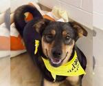 Small #1 Australian Shepherd Mix