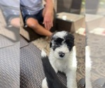 Small Photo #10 Sheepadoodle Puppy For Sale in BUFORD, GA, USA