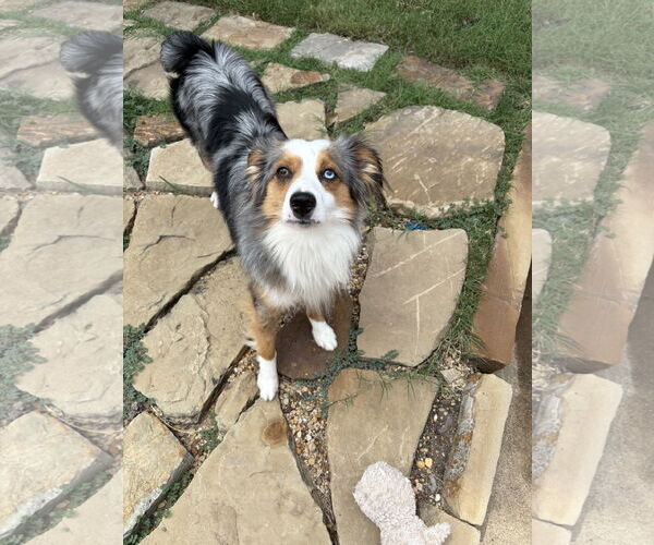 Medium Photo #3 Australian Shepherd Puppy For Sale in Dallas, TX, USA
