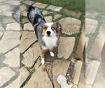 Small #2 Australian Shepherd