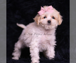 Small Photo #94 Maltipoo (Miniature) Puppy For Sale in WARSAW, IN, USA
