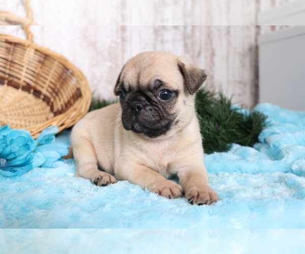 Medium Photo #4 Pug Puppy For Sale in SHILOH, OH, USA