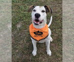 Bee - Female Staffordshire Bull Terrier Dog for Adoption - Small photo