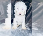 Small Photo #11 Sheepadoodle Puppy For Sale in CORYDON, IN, USA