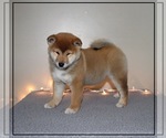 Small Photo #1 Shiba Inu Puppy For Sale in FULTON, MO, USA