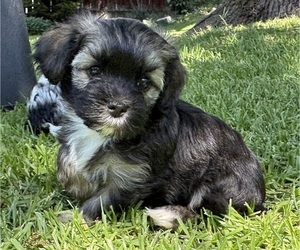 Havanese Litter for sale in BRISBANE, CA, USA
