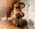 Small Photo #4 American Staffordshire Terrier Puppy For Sale in WALDORF, MD, USA