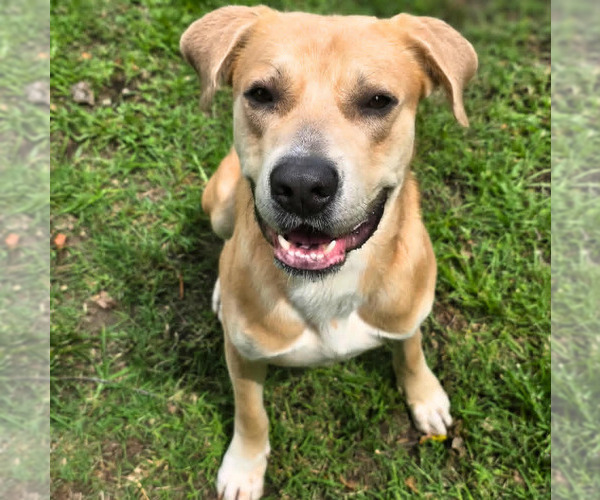 Medium Photo #3 Black Mouth Cur-Labrador Retriever Mix Puppy For Sale in Anniston, AL, USA