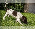 Small Photo #8 German Shorthaired Pointer Puppy For Sale in MESQUITE, TX, USA