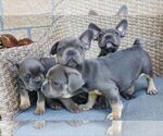 Small #1 French Bulldog