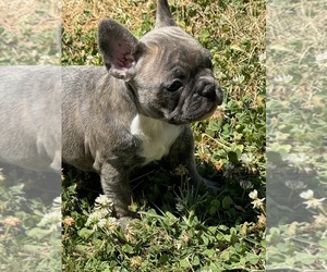 French Bulldog Puppy for sale in CHESTER TWP, PA, USA