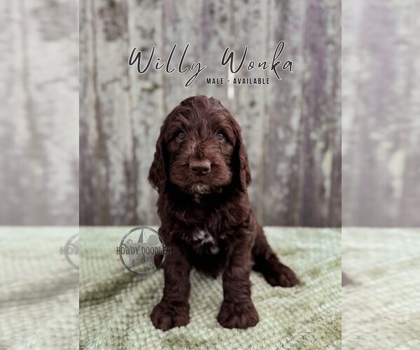 Medium Photo #9 Labradoodle Puppy For Sale in ELIZABETH CITY, NC, USA