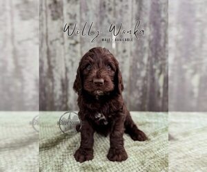 Medium Labradoodle