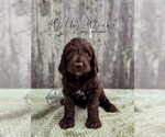 Puppy Willy Wonka Labradoodle