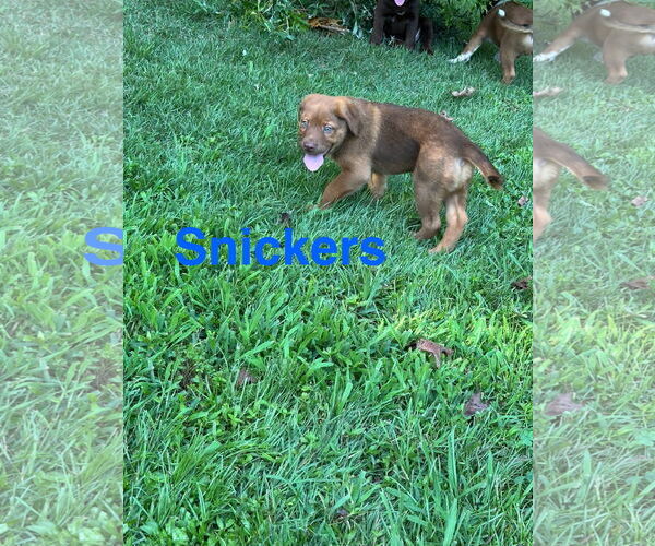 Medium Photo #5 Labrador Retriever-Unknown Mix Puppy For Sale in Ball Ground, GA, USA