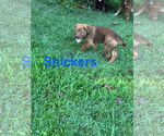 Small #4 Labrador Retriever Mix