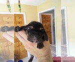 Small Photo #24 Basset Hound Puppy For Sale in PETERSBURG, IN, USA