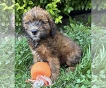 Image preview for Ad Listing. Nickname: Mae
