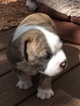 Small Photo #2 American Pit Bull Terrier Puppy For Sale in WILLIAMS, AZ, USA