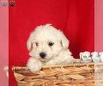 Small Photo #1 West Highland White Terrier Puppy For Sale in MILLERSBURG, PA, USA