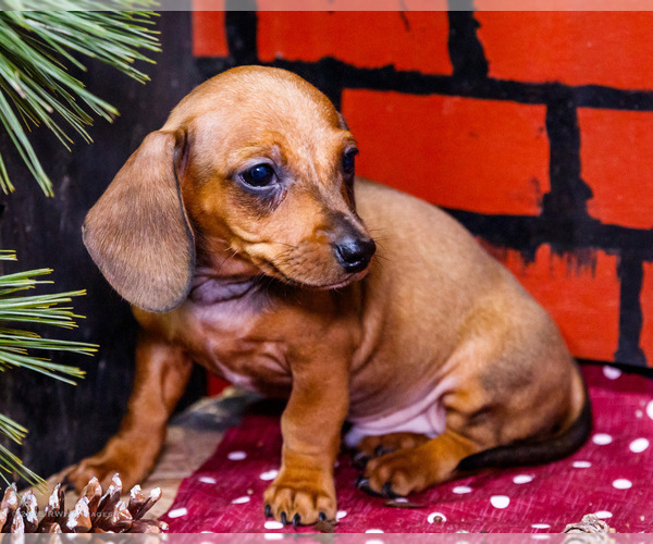 Medium Photo #38 Dachshund Puppy For Sale in WAKARUSA, IN, USA