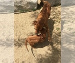 Small Photo #62 Rhodesian Ridgeback Puppy For Sale in MORONGO VALLEY, CA, USA