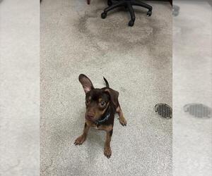 Chipin Dogs for adoption in Alameda, CA, USA