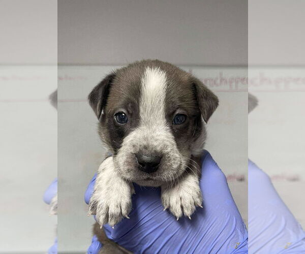 Medium Photo #1 Great Dane-Unknown Mix Puppy For Sale in Bolivar, MO, USA