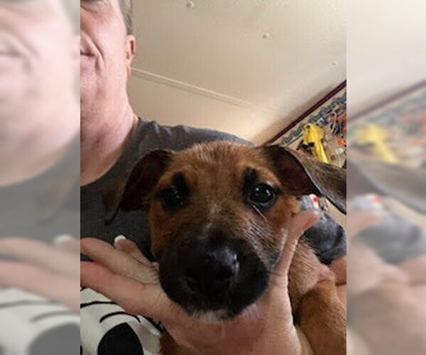 Medium Photo #3 American Staffordshire Terrier-Unknown Mix Puppy For Sale in columbia, SC, USA