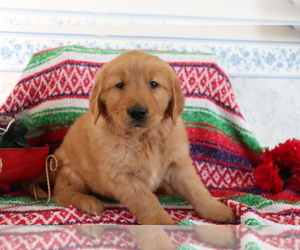 Golden Retriever Puppy for sale in SHILOH, OH, USA