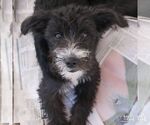 Small Photo #4 Jack Russell Terrier-Unknown Mix Puppy For Sale in Washington, DC, USA