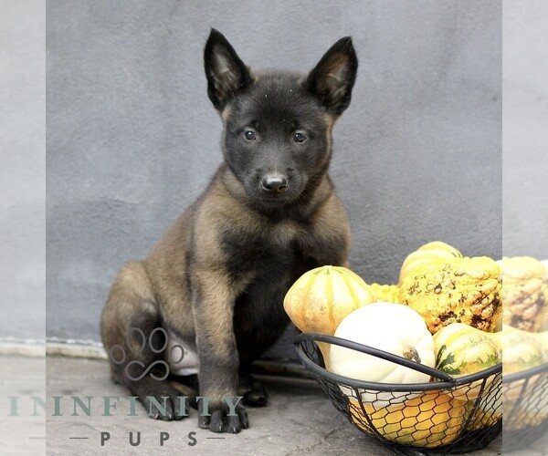Medium Photo #4 Belgian Malinois Puppy For Sale in RONKS, PA, USA