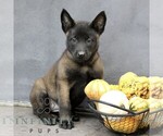 Ramona - Female Belgian Malinois Puppy for Sale - Photo #4