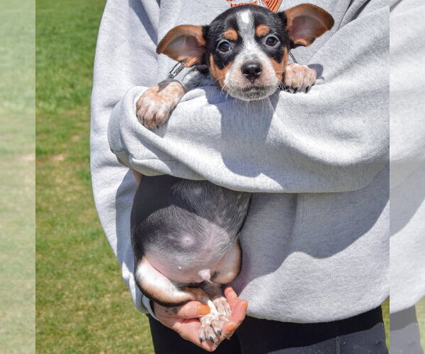 Medium Photo #4 Pug-Unknown Mix Puppy For Sale in Huntley, IL, USA
