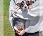Small #3 Pug Mix
