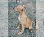 Small #4 Labrador Retriever Mix