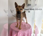 Small Shiba Inu