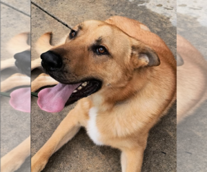 Bodie - Male German Shepherd Dog Dog for Adoption - Photo #2
