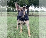 Small #4 German Shepherd Dog