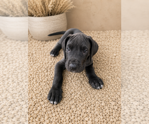 Medium Great Dane