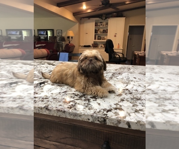 Medium Photo #2 Shih Tzu Puppy For Sale in CONROE, TX, USA
