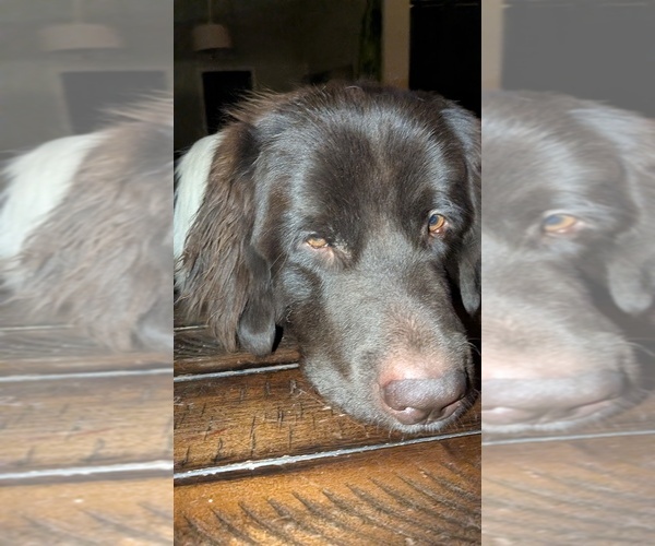 Medium Photo #12 Newfoundland Puppy For Sale in LAS VEGAS, NV, USA