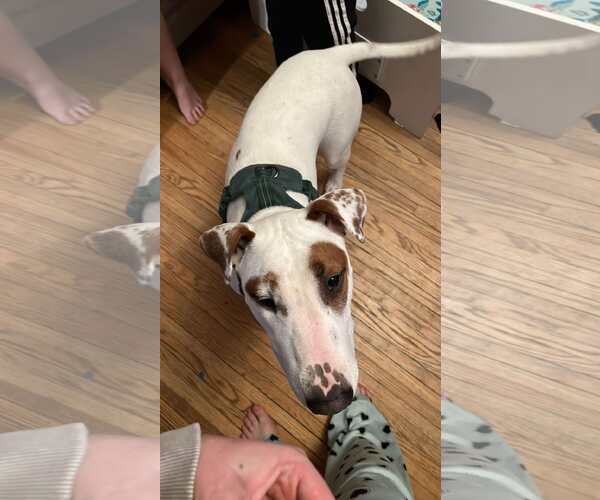 Medium Photo #1 Bull Terrier-Unknown Mix Puppy For Sale in Waterloo, IA, USA