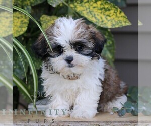 Shih Tzu Puppy for sale in ELIZABETHTOWN, PA, USA