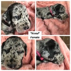 Great Dane Puppy for sale in RAMSEY, IN, USA