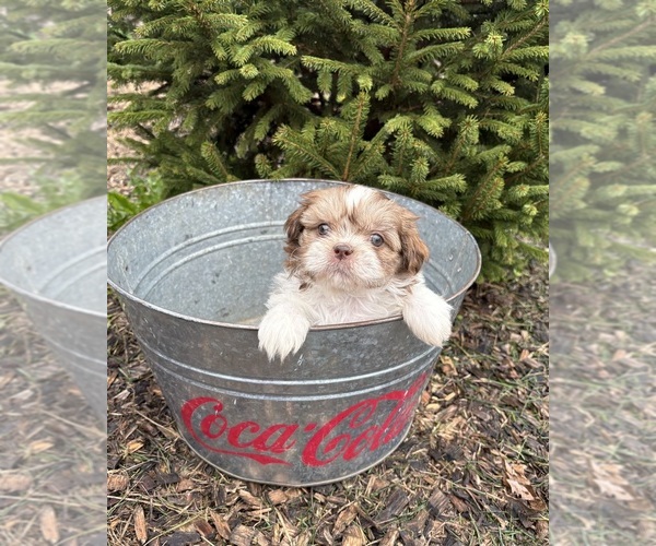 Medium Photo #4 Shih Tzu Puppy For Sale in MIDDLEBURY, IN, USA